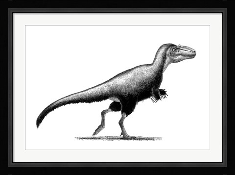 Framed Black Ink Drawing of Teratophoneus Curriei Print