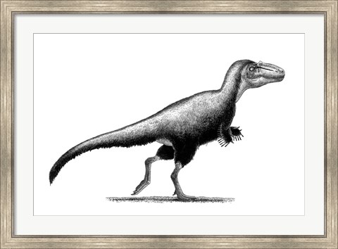 Framed Black Ink Drawing of Teratophoneus Curriei Print