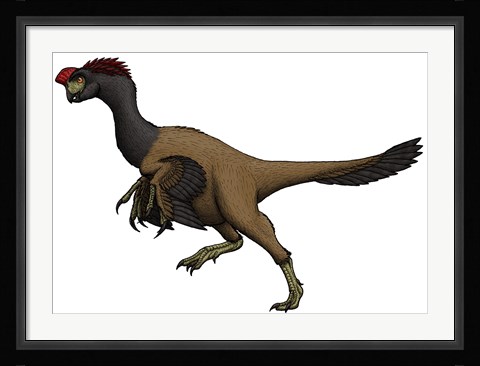 Framed Citipati, an Oviraptorid from the Cretaceous Period Print