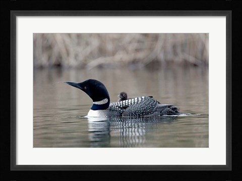 Framed British Columbia Common Loon with chick Print