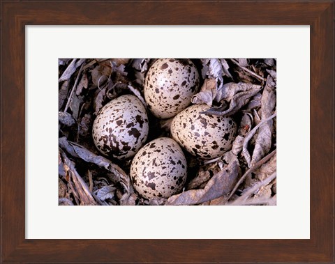 Framed Nightjar Nest and Eggs, Thaku River, British Columbia, Canada Print