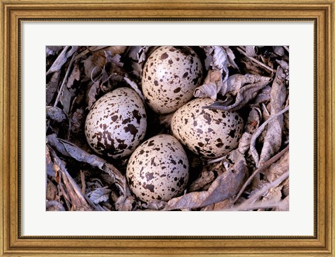 Framed Nightjar Nest and Eggs, Thaku River, British Columbia, Canada Print