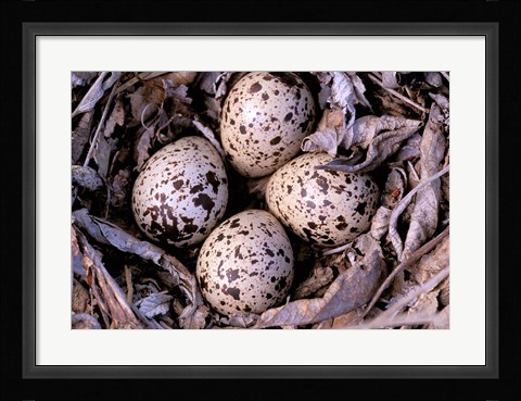 Framed Nightjar Nest and Eggs, Thaku River, British Columbia, Canada Print
