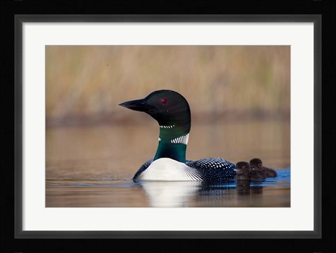 Framed British Columbia Common Loon bird on Lac Le Jeune Print