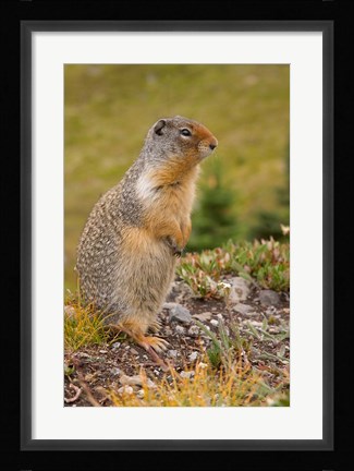 Framed British Columbia, Banff NP, Columbian ground squirrel Print