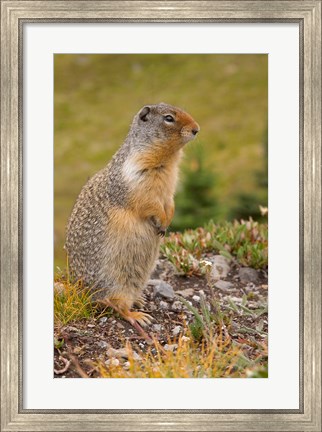 Framed British Columbia, Banff NP, Columbian ground squirrel Print
