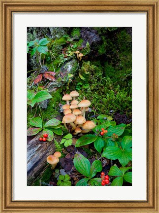 Framed British Columbia, Bowron Lakes Park Bunchberry, Forest Print