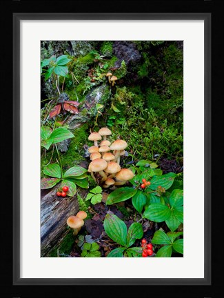 Framed British Columbia, Bowron Lakes Park Bunchberry, Forest Print