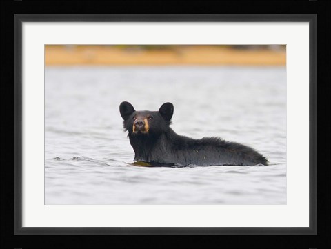 Framed British Columbia, Bowron Lakes Park, Black bear Print