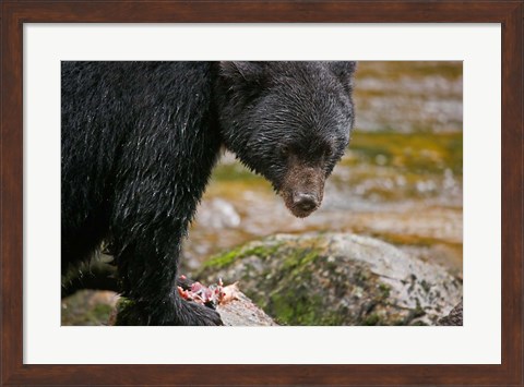 Framed British Columbia, Gribbell Island, Black bear, salmon Print
