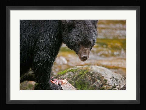 Framed British Columbia, Gribbell Island, Black bear, salmon Print