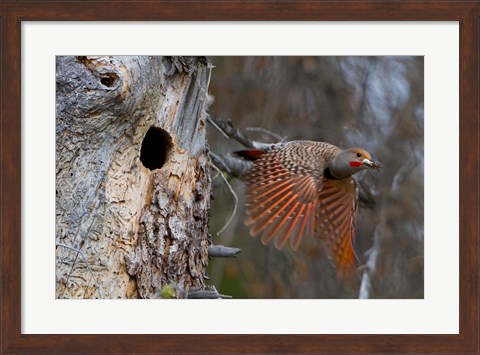 Framed British Columbia, Red-shafted Flicker bird Print