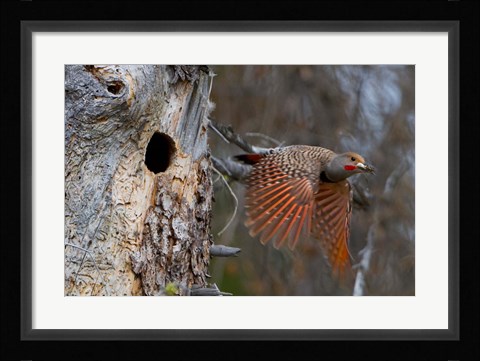 Framed British Columbia, Red-shafted Flicker bird Print