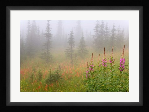 Framed Misty Meadow Scenic, Revelstoke National Park, British Columbia, Canada Print