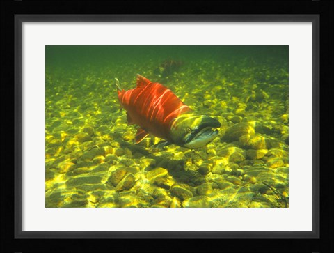 Framed British Columbia, Adams River Sockeye salmon migrating Print