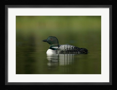 Framed British Columbia, Kamloops, Common loon bird Print