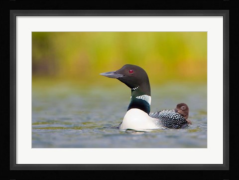 Framed British Columbia, Common Loon, breeding plumage Print