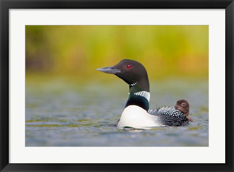 Framed British Columbia, Common Loon, breeding plumage Print