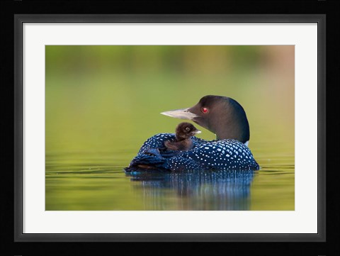 Framed British Columbia, Common Loons Print