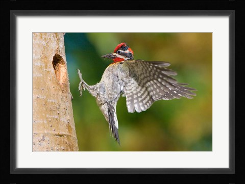Framed British Columbia, Red-naped Sapsucker bird Print