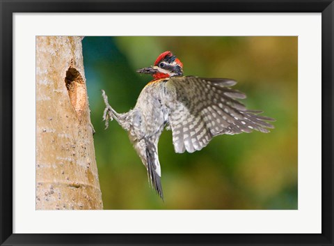 Framed British Columbia, Red-naped Sapsucker bird Print