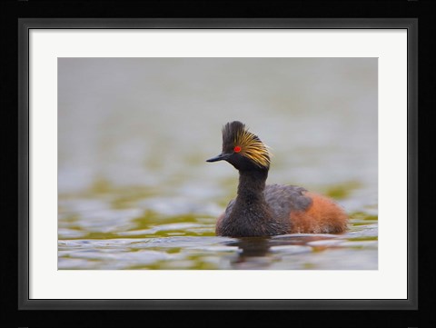 Framed Canada, British Columbia, Eared Grebe, breeding plumage Print