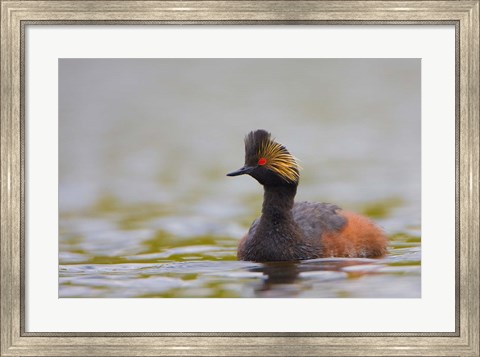 Framed Canada, British Columbia, Eared Grebe, breeding plumage Print