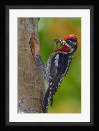 Framed Canada, British Columbia, Red-naped Sapsucker bird, nest Print
