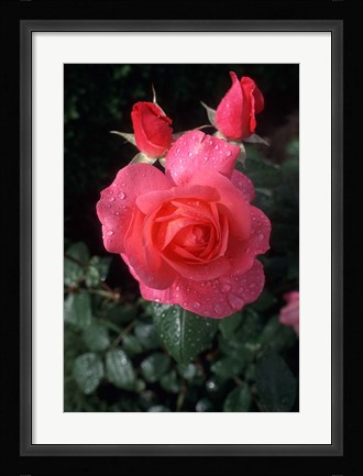 Framed English Rose in Butchart Gardens, Vancouver Island, British Columbia, Canada Print