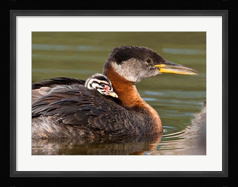 Framed Logan Lake, British Columbia, Canada Print