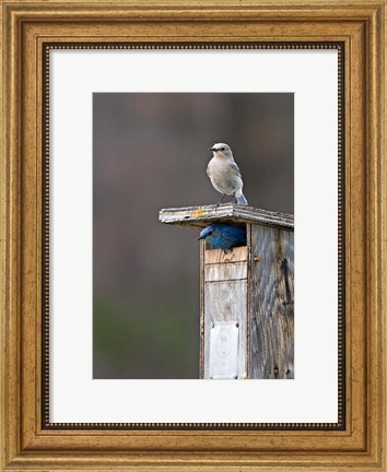 Framed Mountain Bluebirds, British Columbia, Canada Print