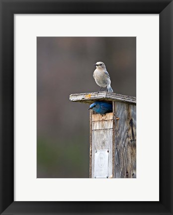 Framed Mountain Bluebirds, British Columbia, Canada Print