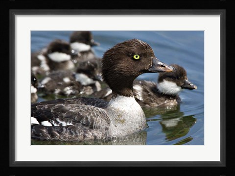Framed Barrow's Goldeneye Female with Chicks, Lac Le Jeune, British Columbia, Canada Print
