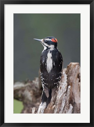 Framed British Columbia, Downy Woodpecker bird Print