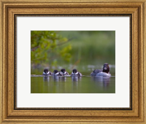 Framed British Columbia, Common Goldeneye, chicks, swimming Print