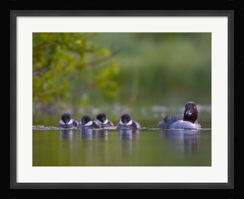 Framed British Columbia, Common Goldeneye, chicks, swimming Print