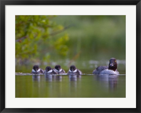 Framed British Columbia, Common Goldeneye, chicks, swimming Print