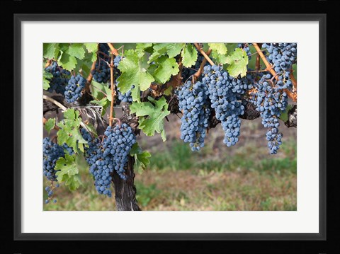 Framed Canada, British Columbia, Osoyoos View of purple grapes in vineyards Print