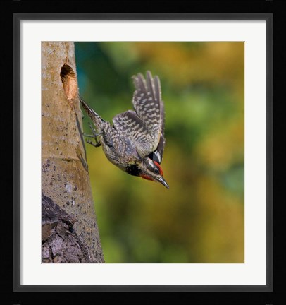 Framed British Columbia, Red-naped Sapsucker, flight, nest Print