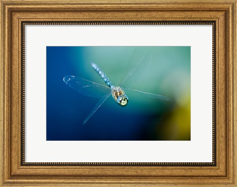 Framed Blue-eyed darner dragonfly, Insect, British Columbia Print