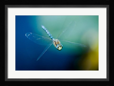 Framed Blue-eyed darner dragonfly, Insect, British Columbia Print