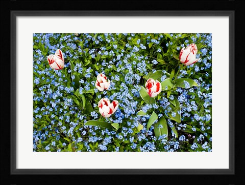 Framed Flowers, Horseshoe Bay, British Columbia Print