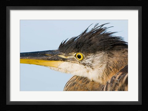 Framed Great blue heron, Boundary Bay, British Columbia Print