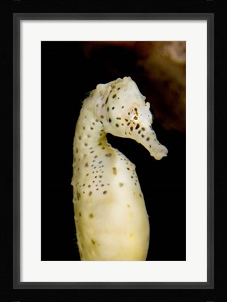 Framed Marine life, seahorse, Vancouver, British Columbia Print