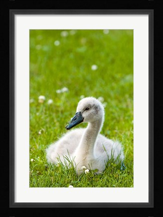 Framed Mute swan cygnet, Stanley Park, British Columbia Print
