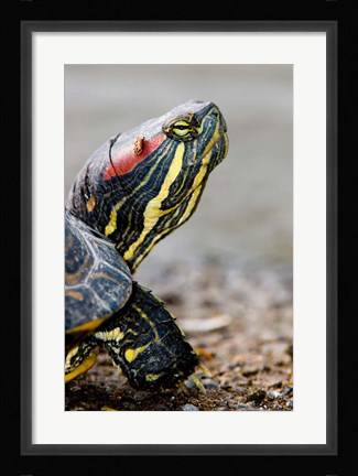 Framed Red-eared pond slider turtle, British Columbia Print