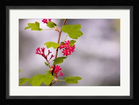 Framed Red-flowering currant, Vancouver, British Columbia Print