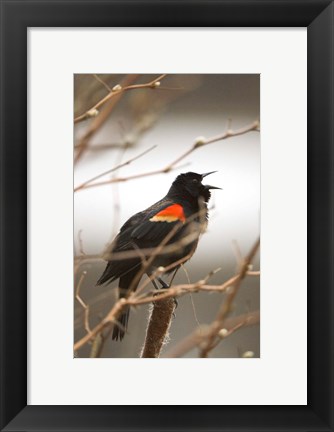 Framed Red-winged blackbird, Stanley Park, British Columbia Print