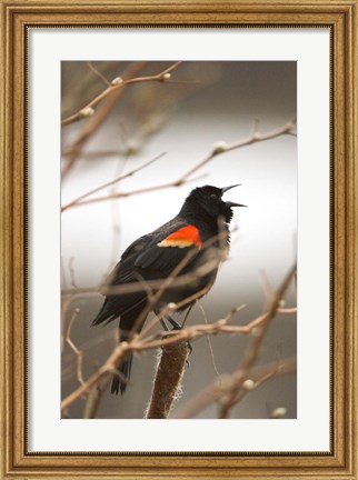 Framed Red-winged blackbird, Stanley Park, British Columbia Print
