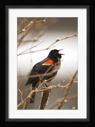 Framed Red-winged blackbird, Stanley Park, British Columbia Print